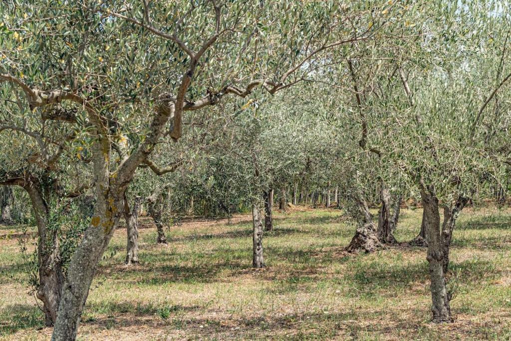 Magnolia Casa Di Campagna Costa Dei Trabocchi Rocca San Giovanni Zewnętrze zdjęcie